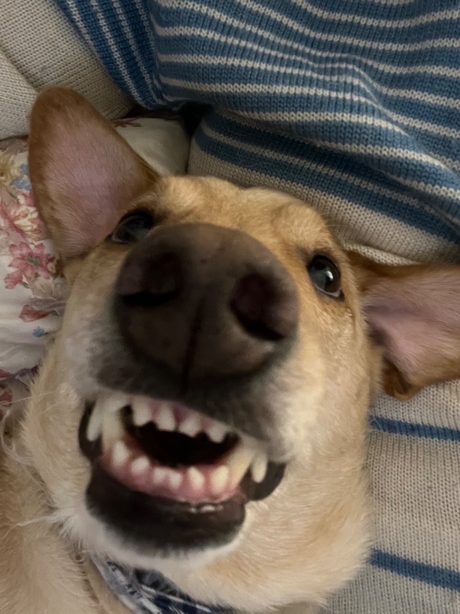 carolzão tweet media