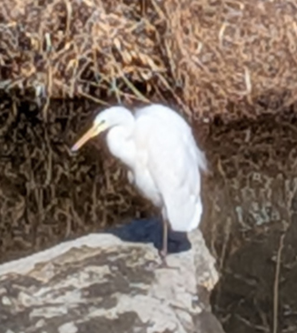 the_last_trust's tweet image. 鷺？（さぎ？）がいます

控えめに言っても美しくないか？

#nature