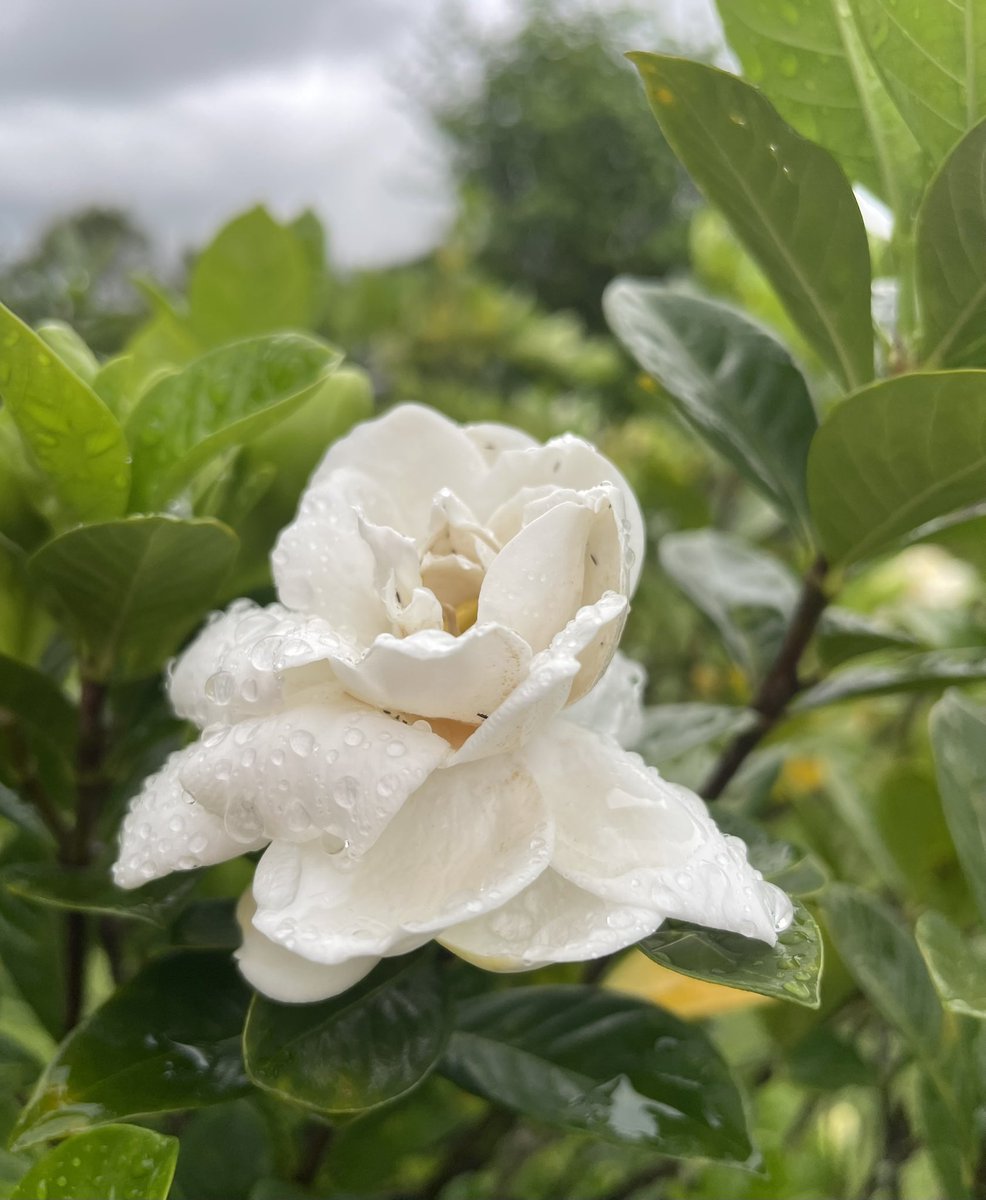 SylvieDahl's tweet image. #FlowersOnFriday #FlowerReport rainy day gardenia #AlohaFriday 
#Hilo #Hawaii