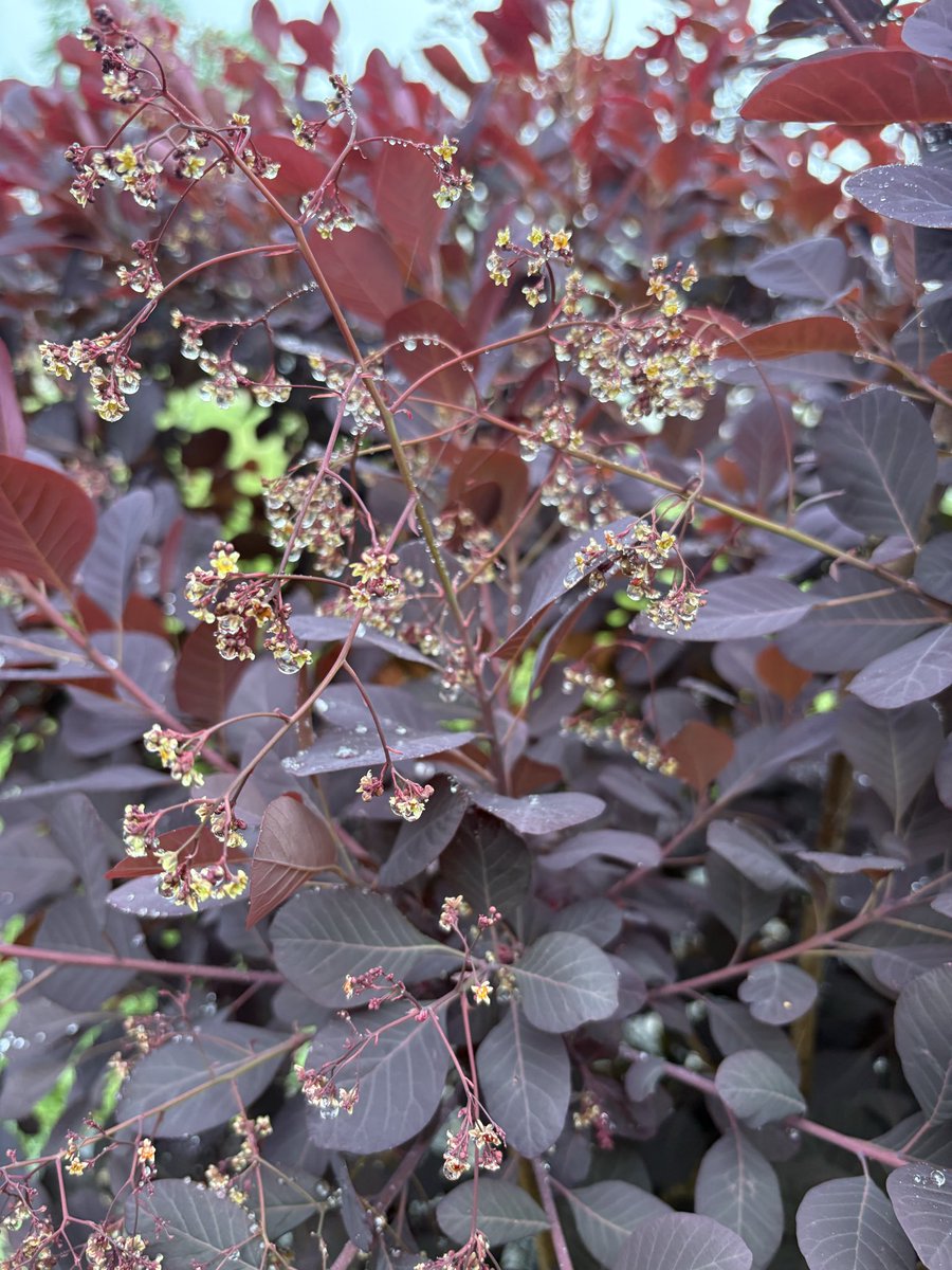 Fralichs2026's tweet image. Things are getting a much needed drink today! 💧    #rainisagoodthing #spring #plants #landscaper