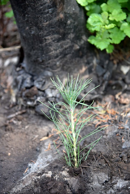 LakeTahoeUSFS's tweet image. On Arbor Day we honor our commitment to managing the nation's forests. We plant trees, restore damaged landscapes, work with communities to keep forests healthy/resilient. Every tree we care for supports clean air, clean water, thriving wildlife for future generations. #ArborDay