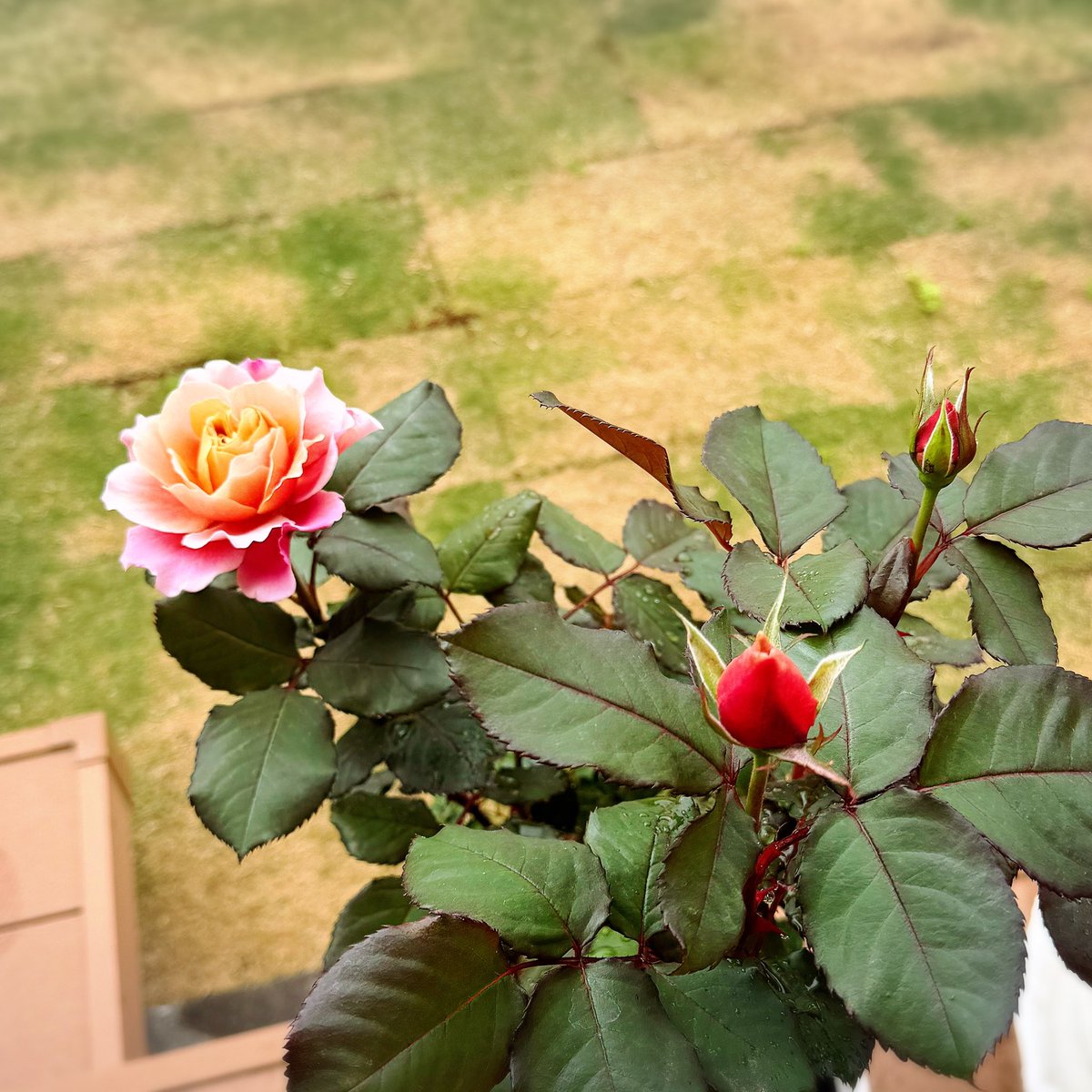 アカシャ♪@ゲーム&ホビー tweet media