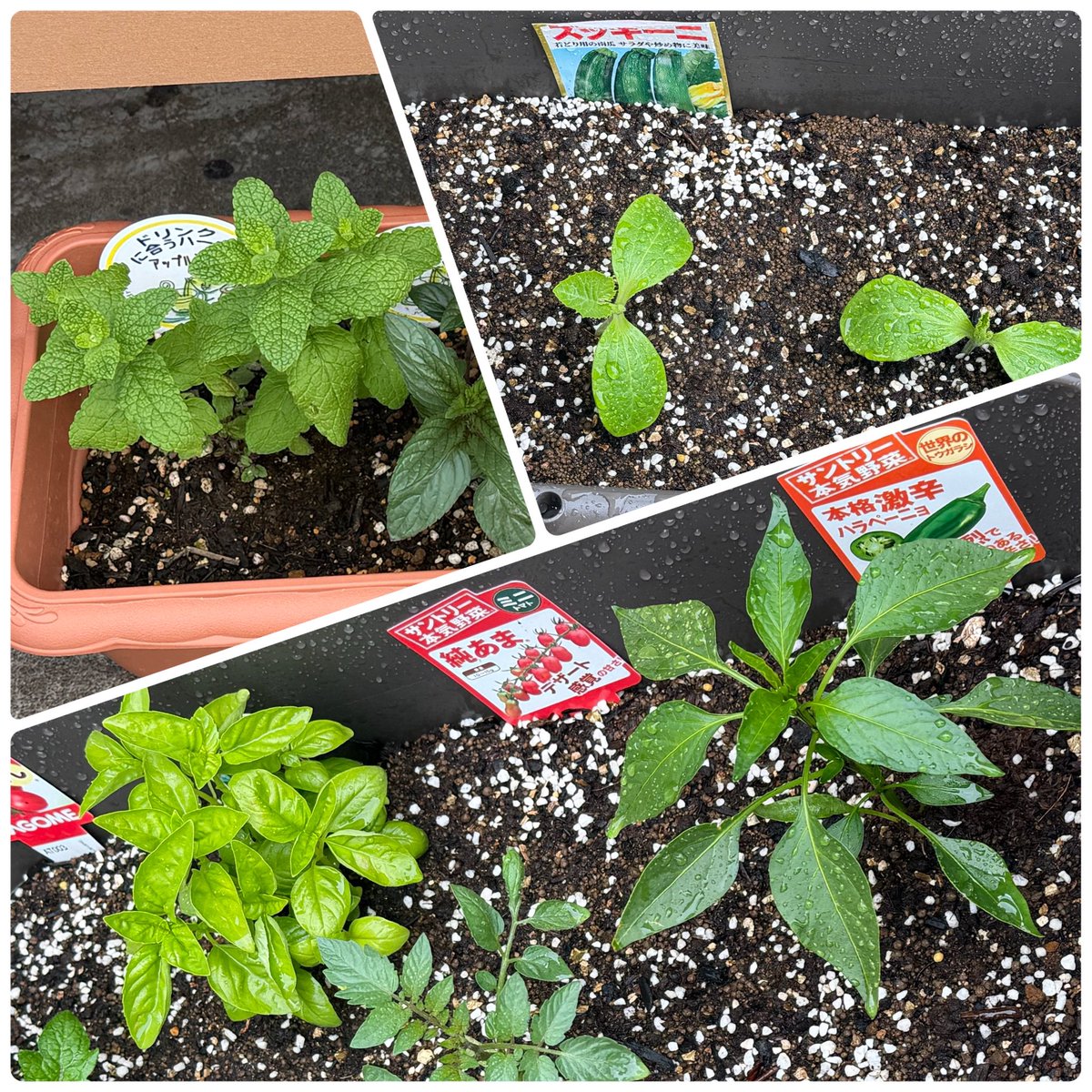 アカシャ♪@ゲーム&ホビー tweet media