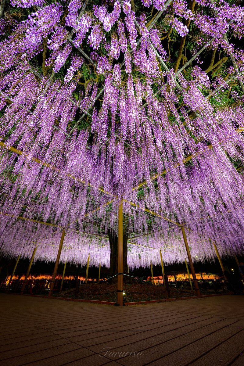 藤の雨が素敵すぎた