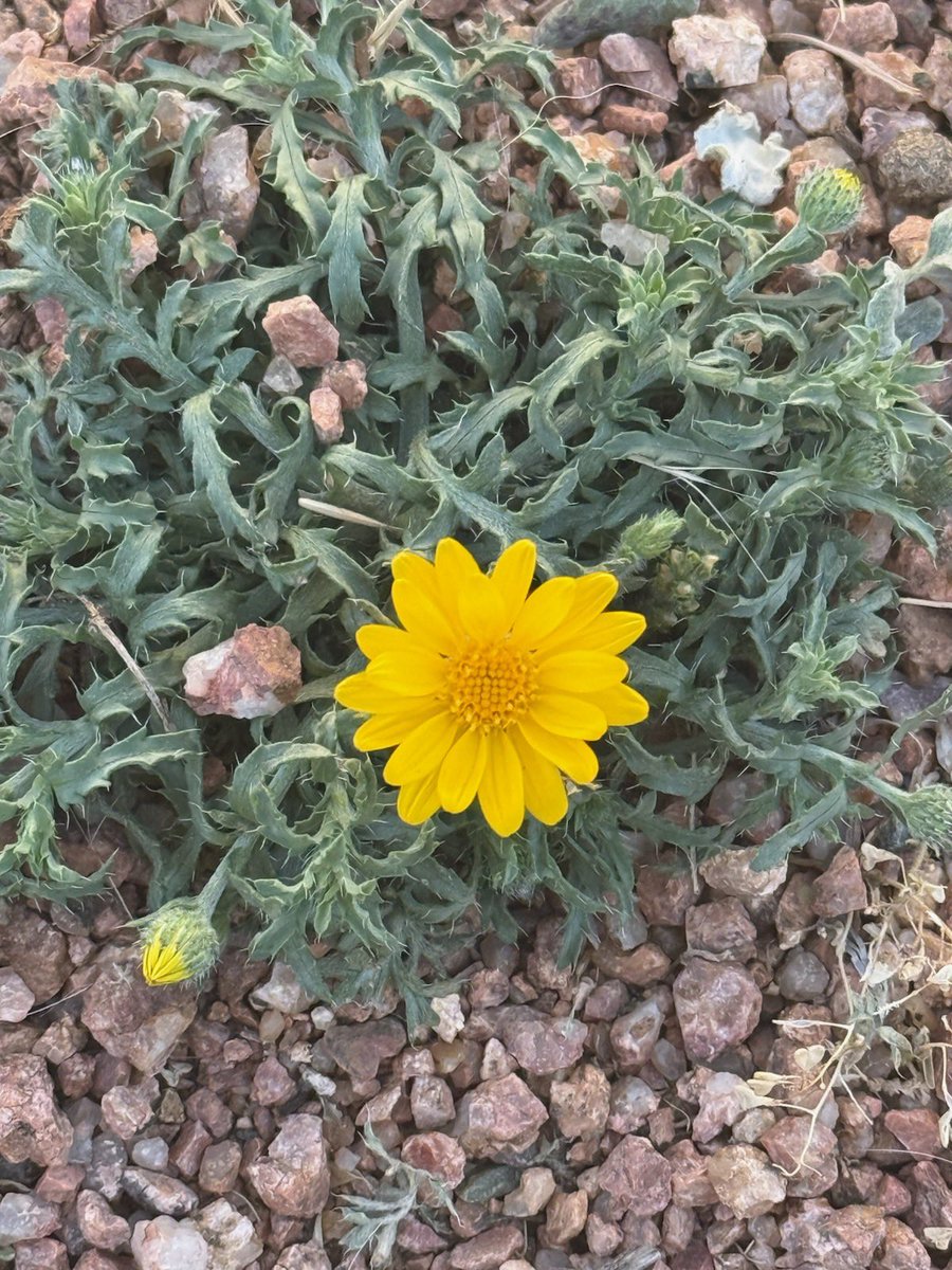 SylvieDahl's tweet image. #FlowersOnFriday #FlowerReport ali’i flower growing wild and spreading aloha at my friend’s house in the Ponderosa pine forrest  #Payson #Arizona