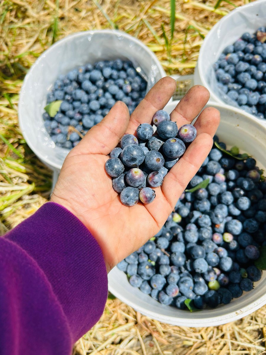 United Farm Workers tweet media