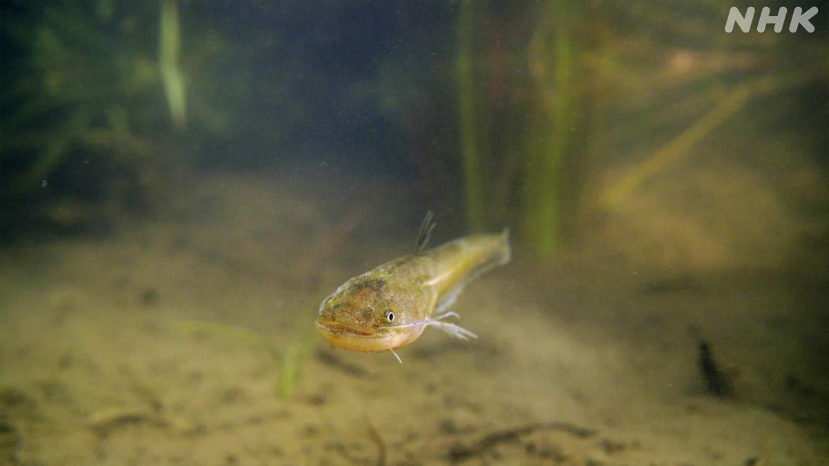 ダーウィンが来た！ tweet media