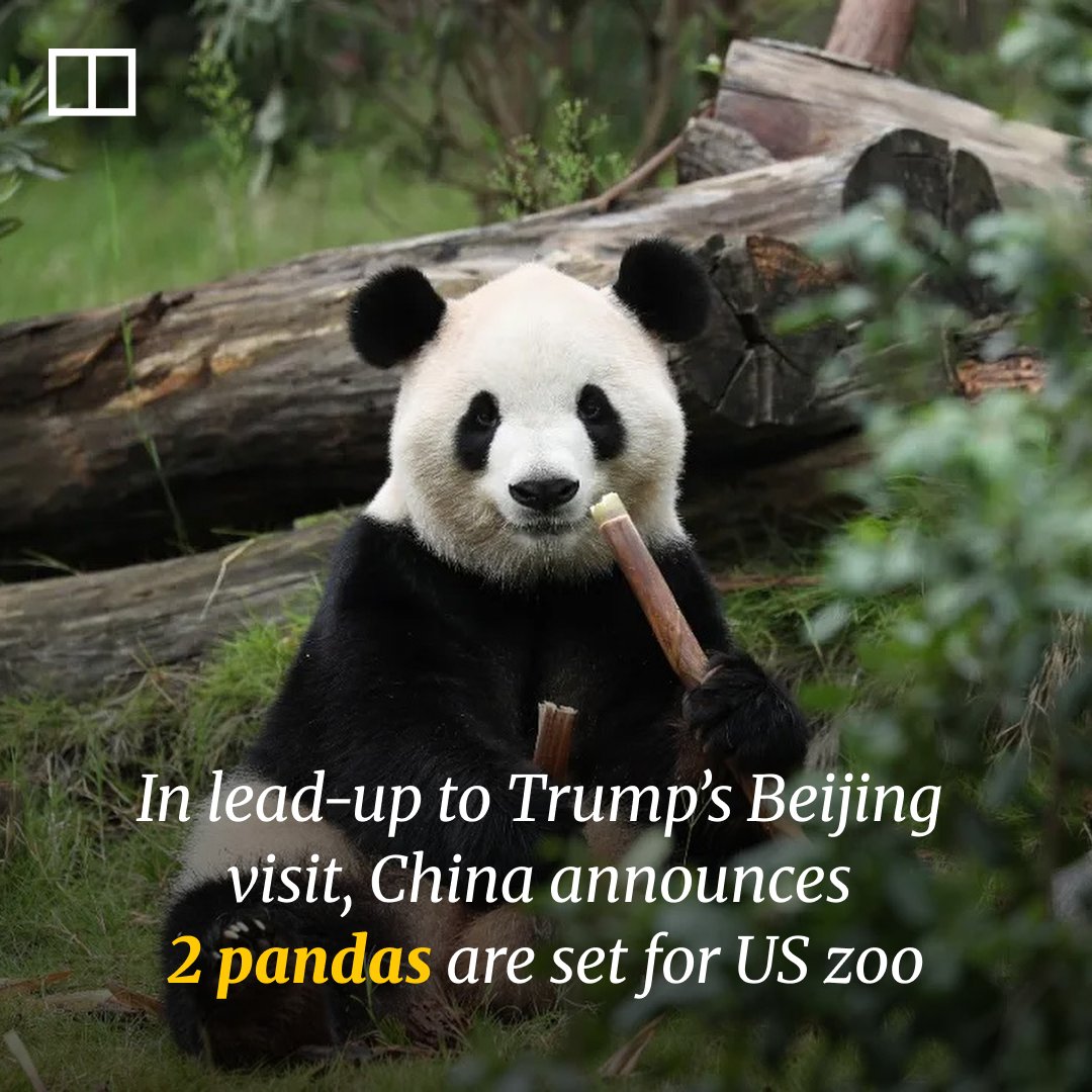 SCMPNews's tweet image. Chinese state media framed the announcement as extending the “panda bond” between the Chinese and American people.

(Link in comments)

#usa #china #panda #zoo #diplomacy #news #scmpnews #scmp