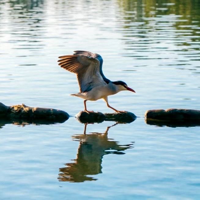 meikagallery's tweet image. A quiet step across the water,
caught just before it disappears.
#photography #nature #bird #reflection #moment