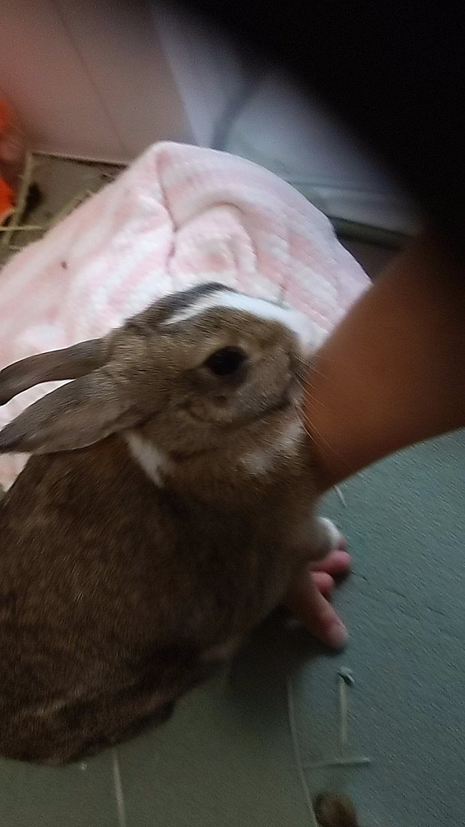 仲良くなるとこちらが捕食されます