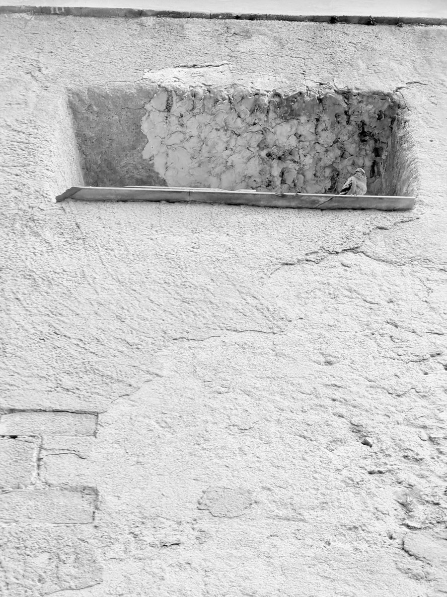 Alonein43672278's tweet image. #photography #blackandwhite #window #pigeon