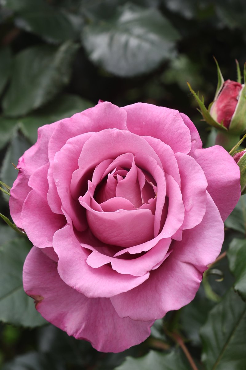 Kenji 🌸 delivering flowers every day 🌸 🐦 tweet media