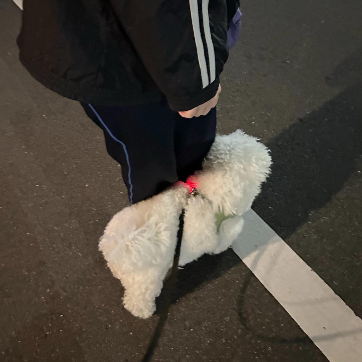 しろいぬ（ぴぷす） tweet media