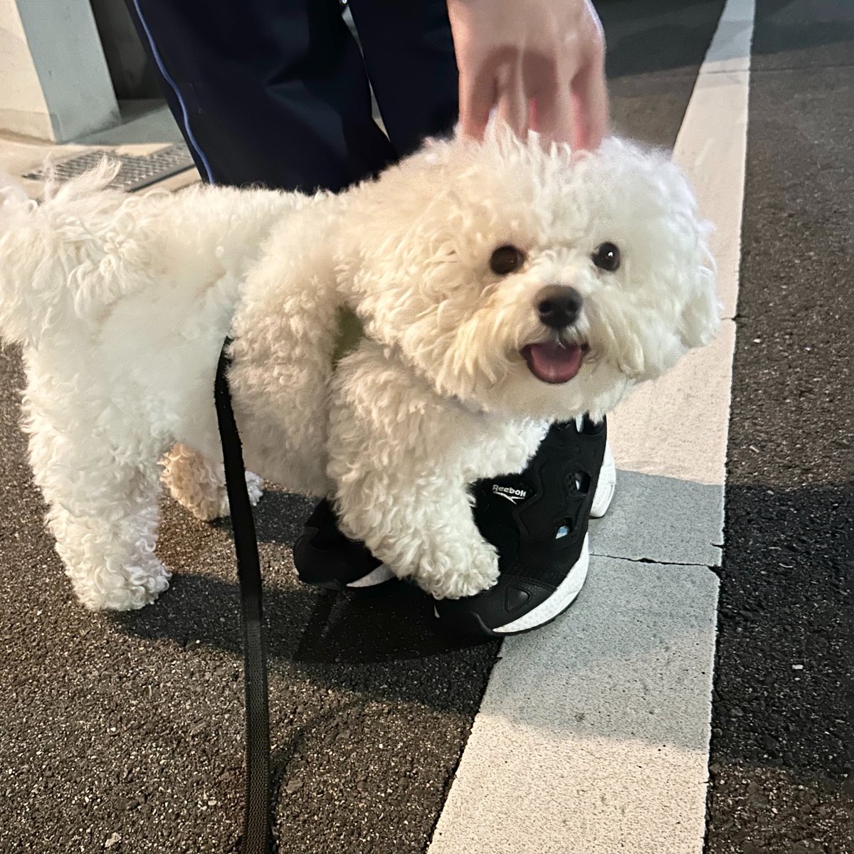 しろいぬ（ぴぷす） tweet media