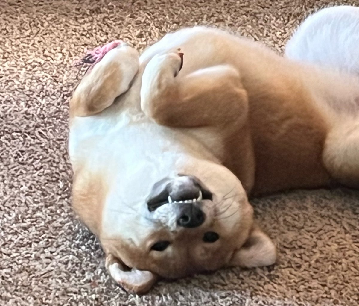 seven 🦴⛩️ tweet media