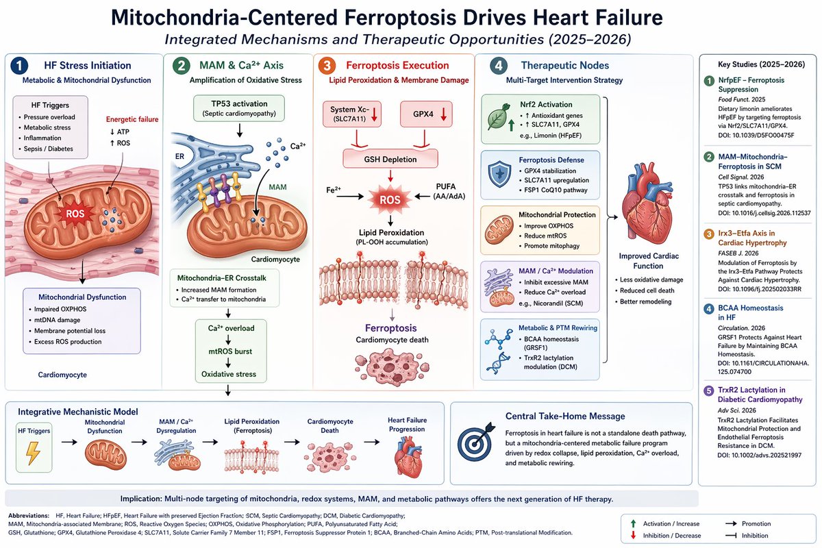 Heart failure is driven by a mitochondria-centered ferroptotic stress module rather than a single cell-death pathway.

Key axes emerging:

HFpEF → ferroptosis suppression is therapeutic
Nrf2–SLC7A11–GPX4 activation reduces lipid peroxidation and improves HFpEF phenotype.