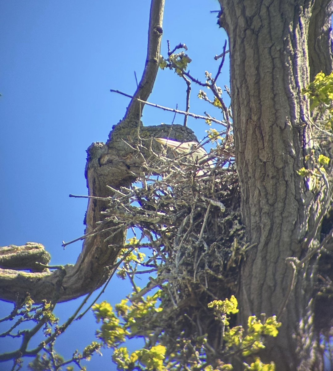 MurrayOrchard's tweet photo. Great teaming up with Helena &amp; Eddie from @Birdwisenk + RSPB interns Wren &amp; Reece to do 2026 Grey Heron census at Northward Hill. Further decline with just 47 nests (60/25, 78/24, 105/23). One dead on nest. 
Much egret activity inc 8+ CE (2 AON) but LE in decline here too.
@_BTO https://t.co/VyTP4rfFWK