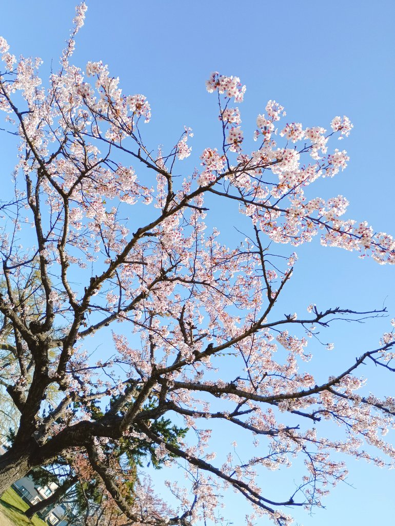 きゃめ tweet media