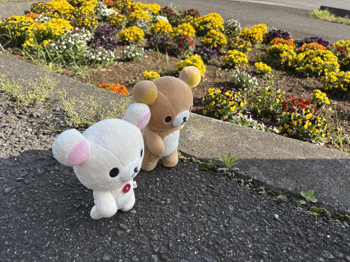 くつろぎベア tweet media