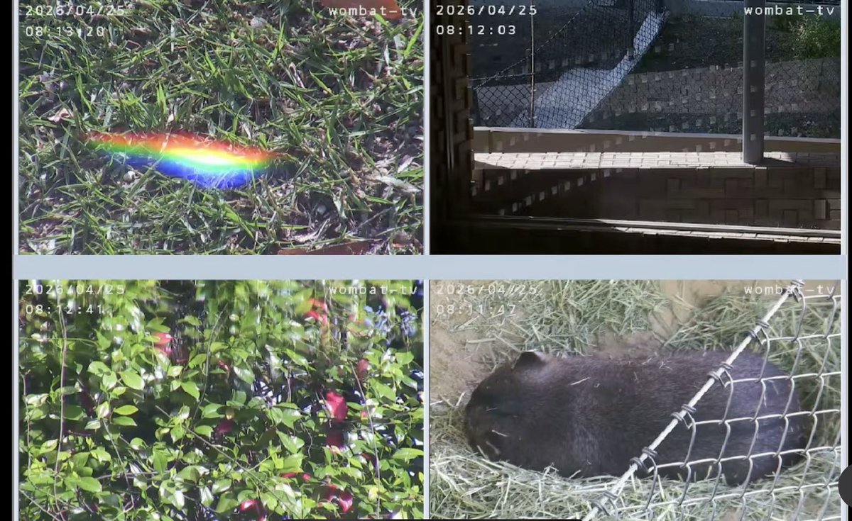 wombat_yu tweet media