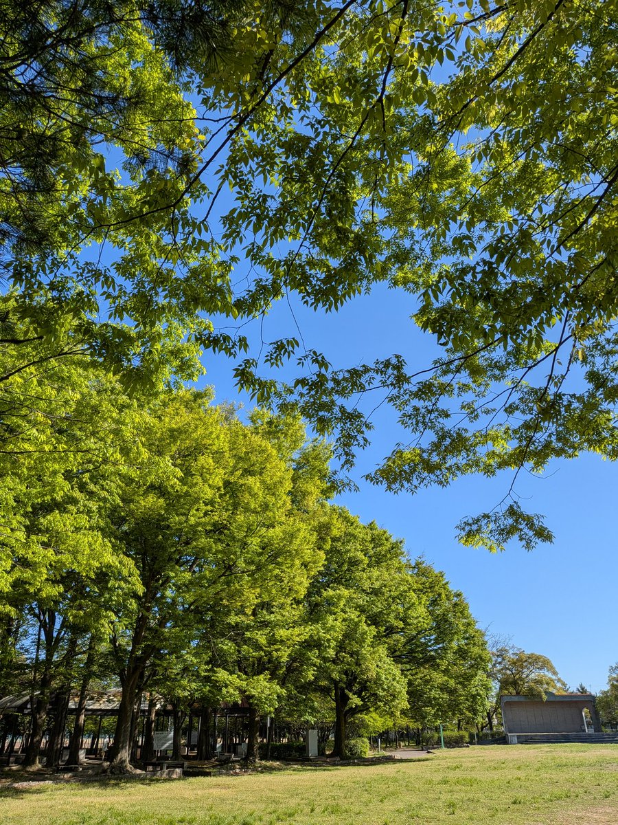 鶯がないている。人よりも鳥がたくさん居る朝の公園は、いい。