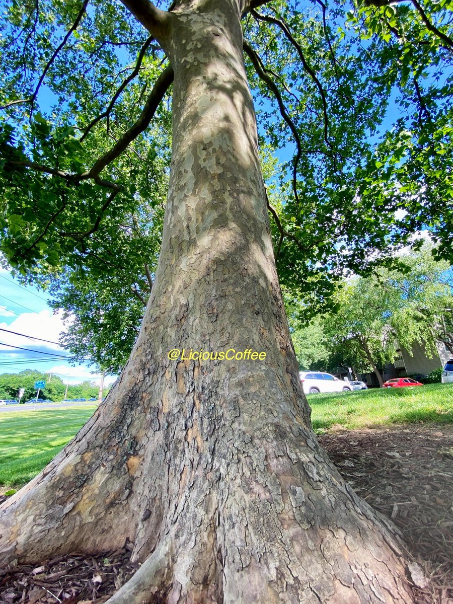 LiciousCoffee's tweet image. The 🌎 is full of amazing contents, see it, recognize it, create IT—find Art in Nature.

😍 🌿🌳🌿 👗
#TreeWhisperer 
#Nature #NaturePhotography #Photography #PhotographyIsArt #Tree #Park