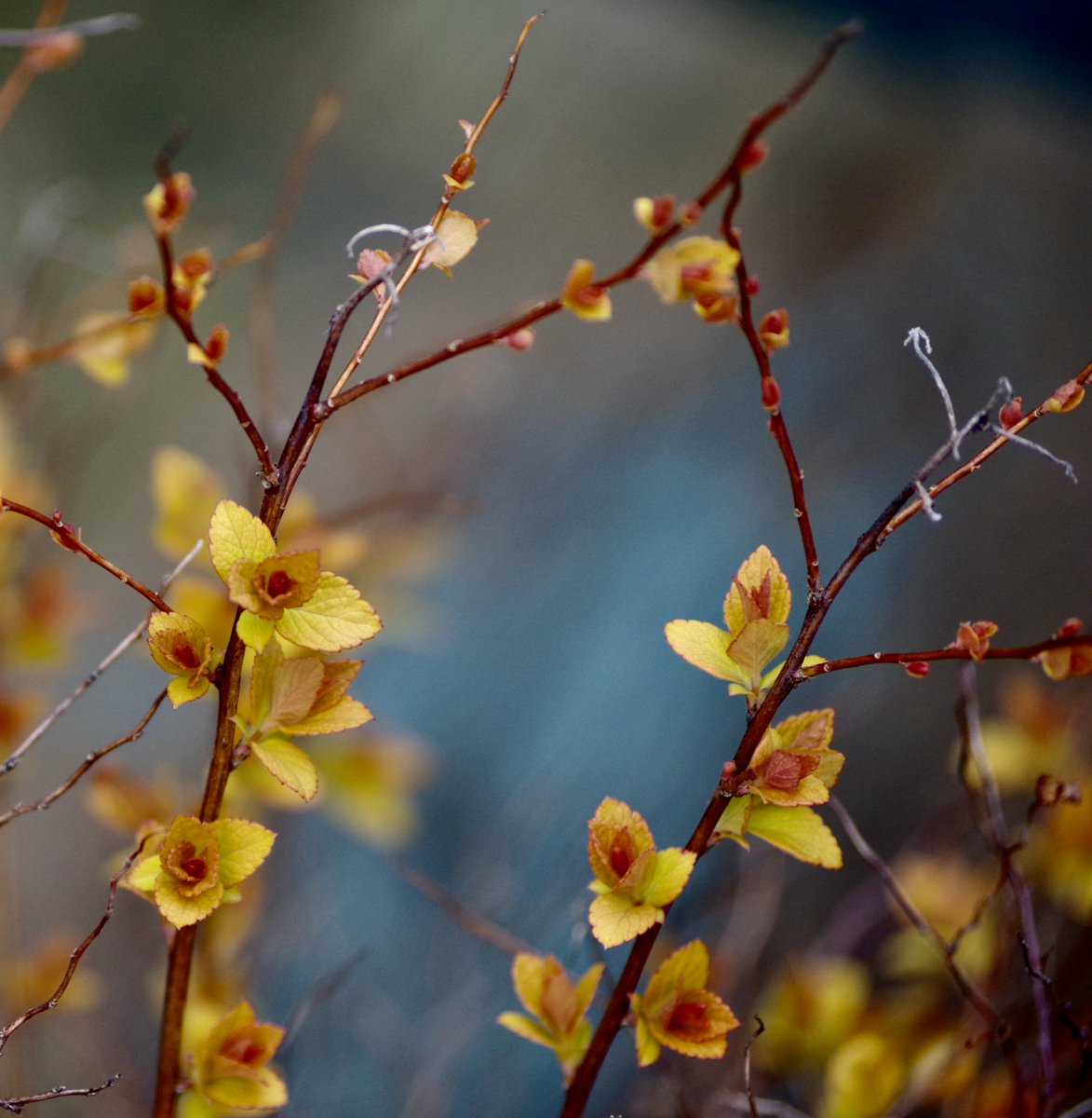 PankilRichards's tweet image. #Bloomscrolling #Gardening 
#Nature #Photography