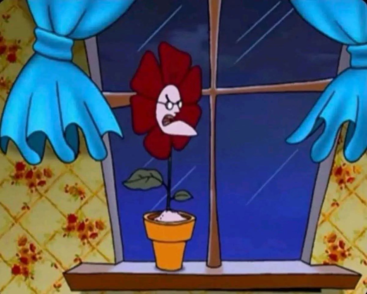 I’m a tulip in a cup, I stand no chance of growing up