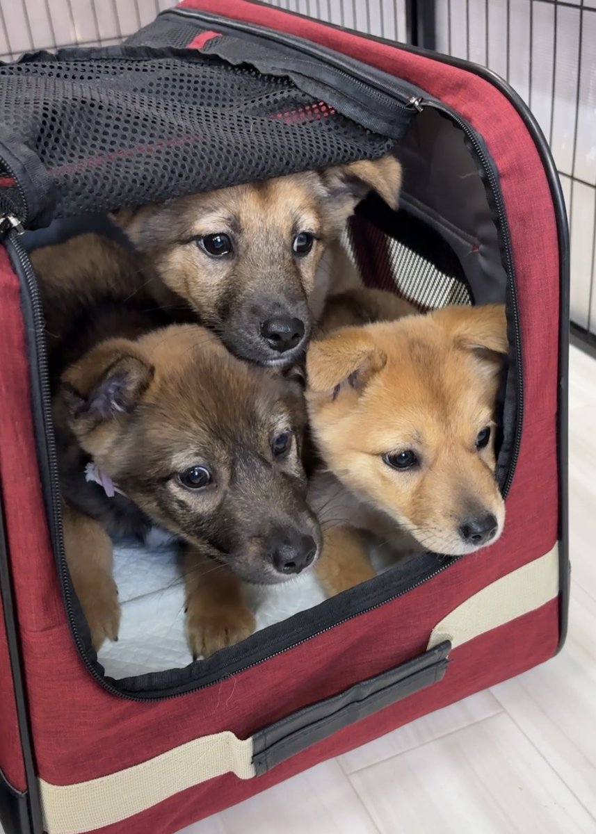 野良犬ふれあい広場 tweet media