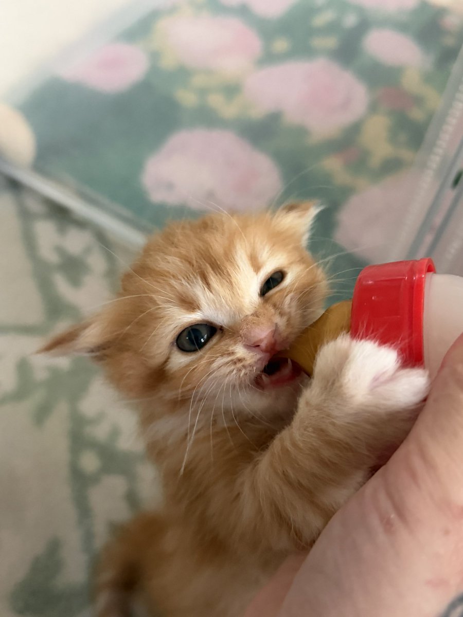 이유식 도전 실패! 아직은 분유가 좋은 아기