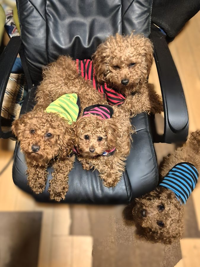 Rockin' & Rustin & Rufan Ririn tweet media