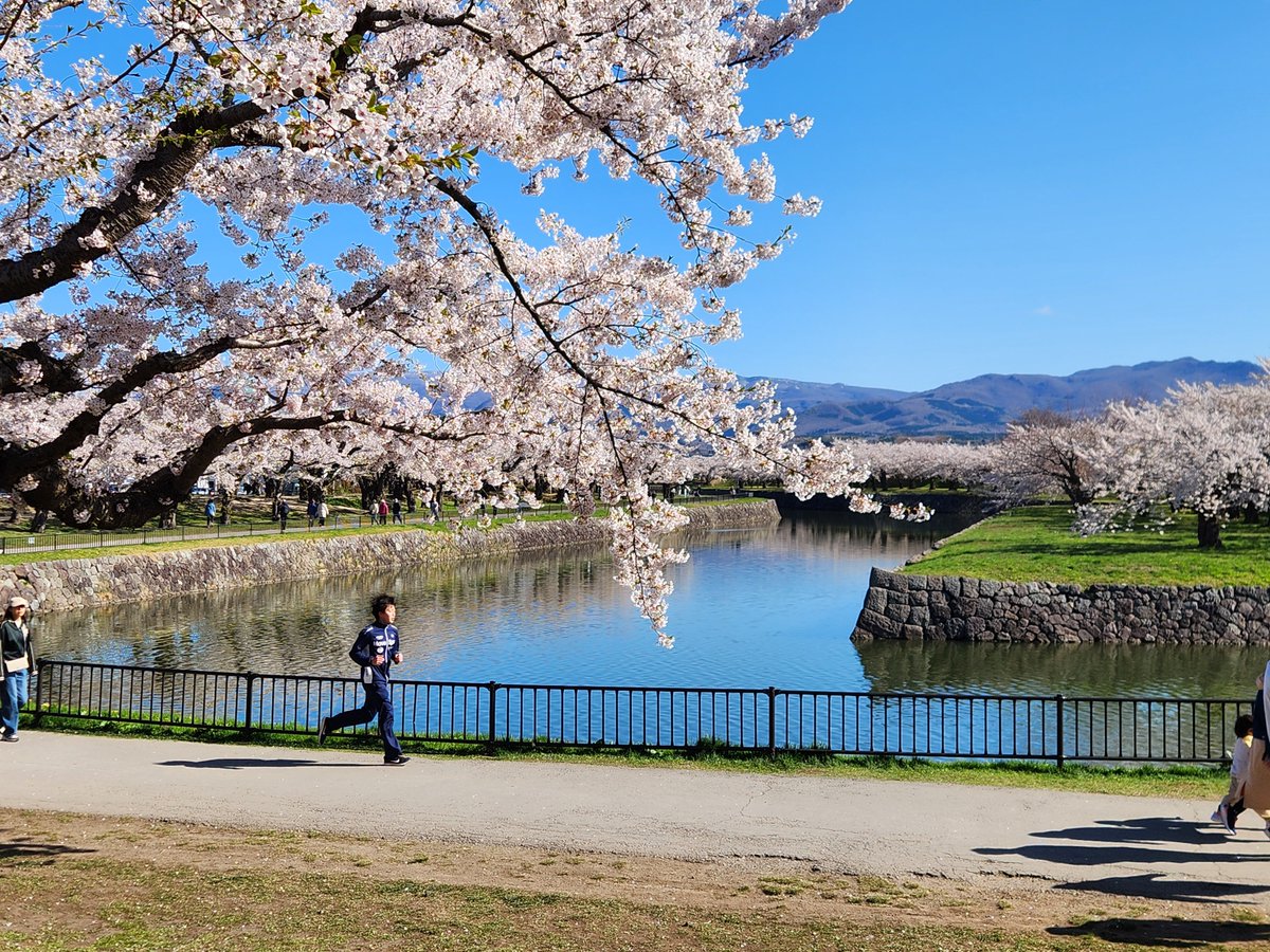 Peperon1012's tweet photo. やっと来れた。もう所々葉桜になってる。 https://t.co/rCXbS0C8Pq