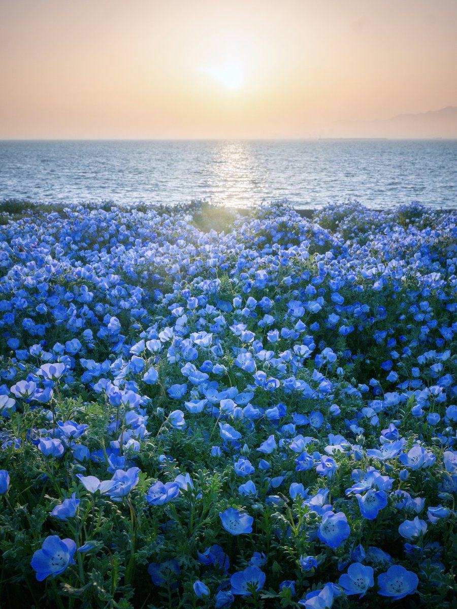 ネモフィラと海