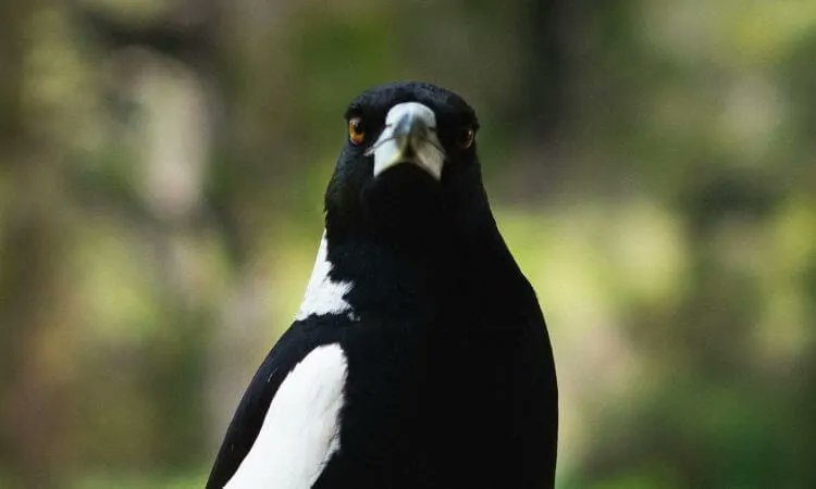 Catesby 🍺🇦🇺🏴󠁧󠁢󠁥󠁮󠁧󠁿🇫🇰🚁 tweet media