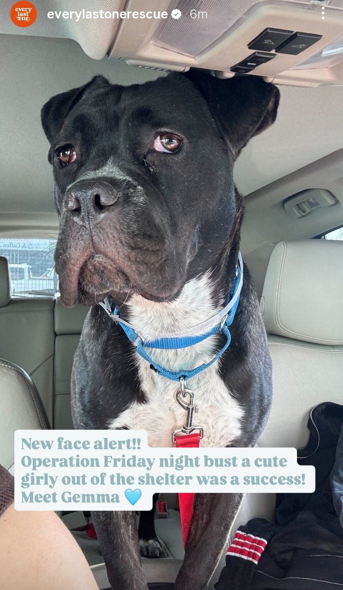 Two, now Gemma🥳🎉🥳
RESCUED by Every Last One Rescue♥️ 
Thank u &amp; yr #Foster♥️
#250613

Love 2 see this darling, getting the best care♥️

Thank you 4 always being there
5 <a href="/StuffedElfie/">Stuffed Elfie</a>
We couldn't do it w/o each of u 💖 
#Pledging

▪️Donations Welcome
everylastonerescue.org