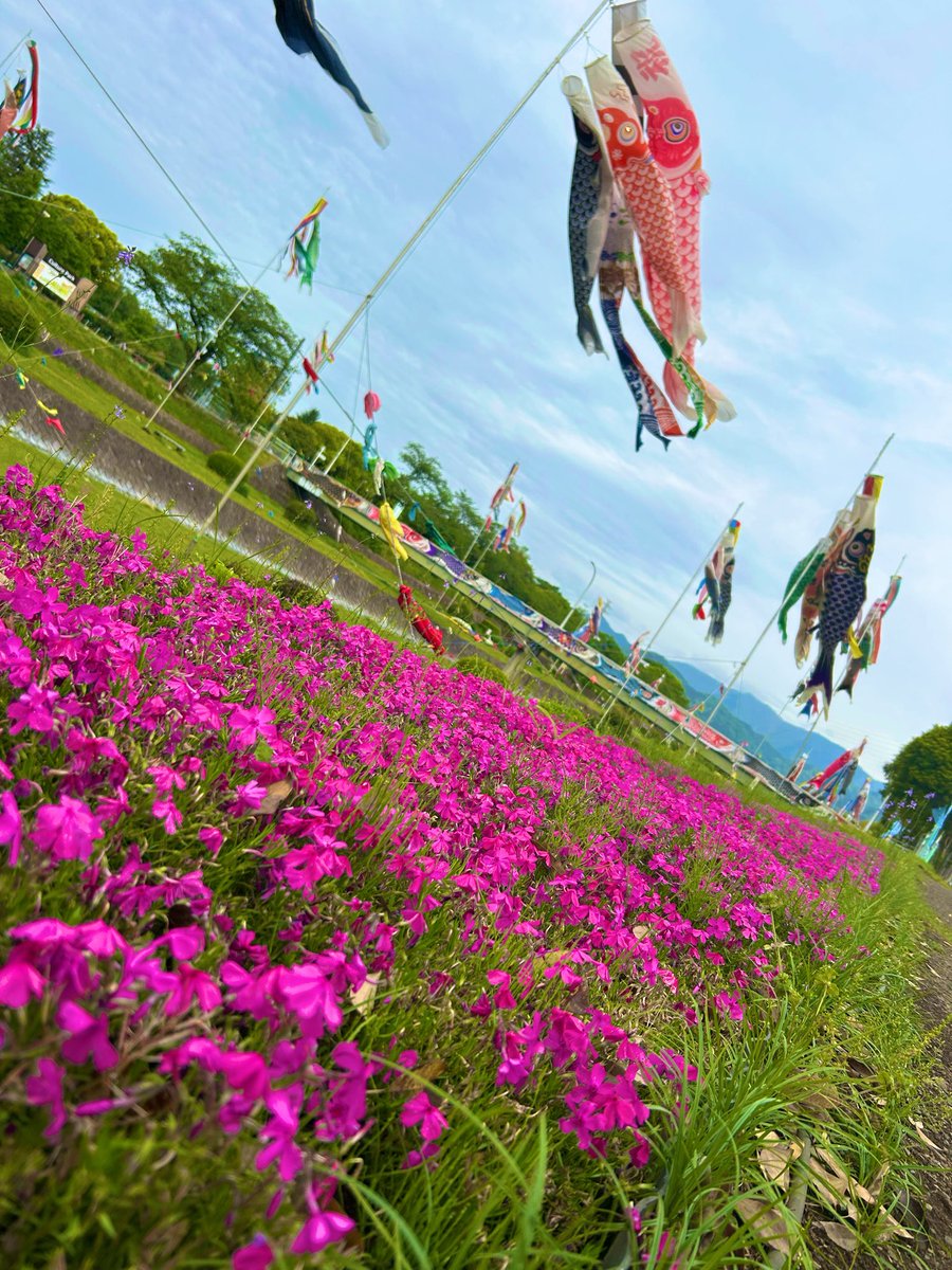 。。はだのねこ 。。 tweet media