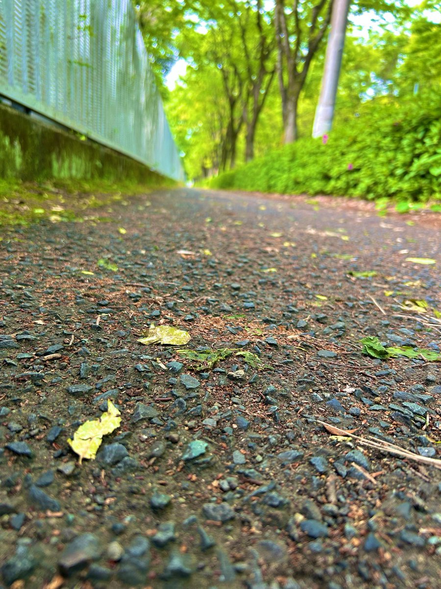 。。はだのねこ 。。 tweet media