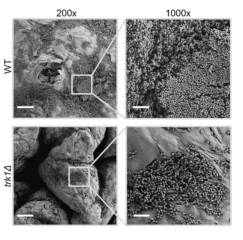 Dermal Cell News tweet media