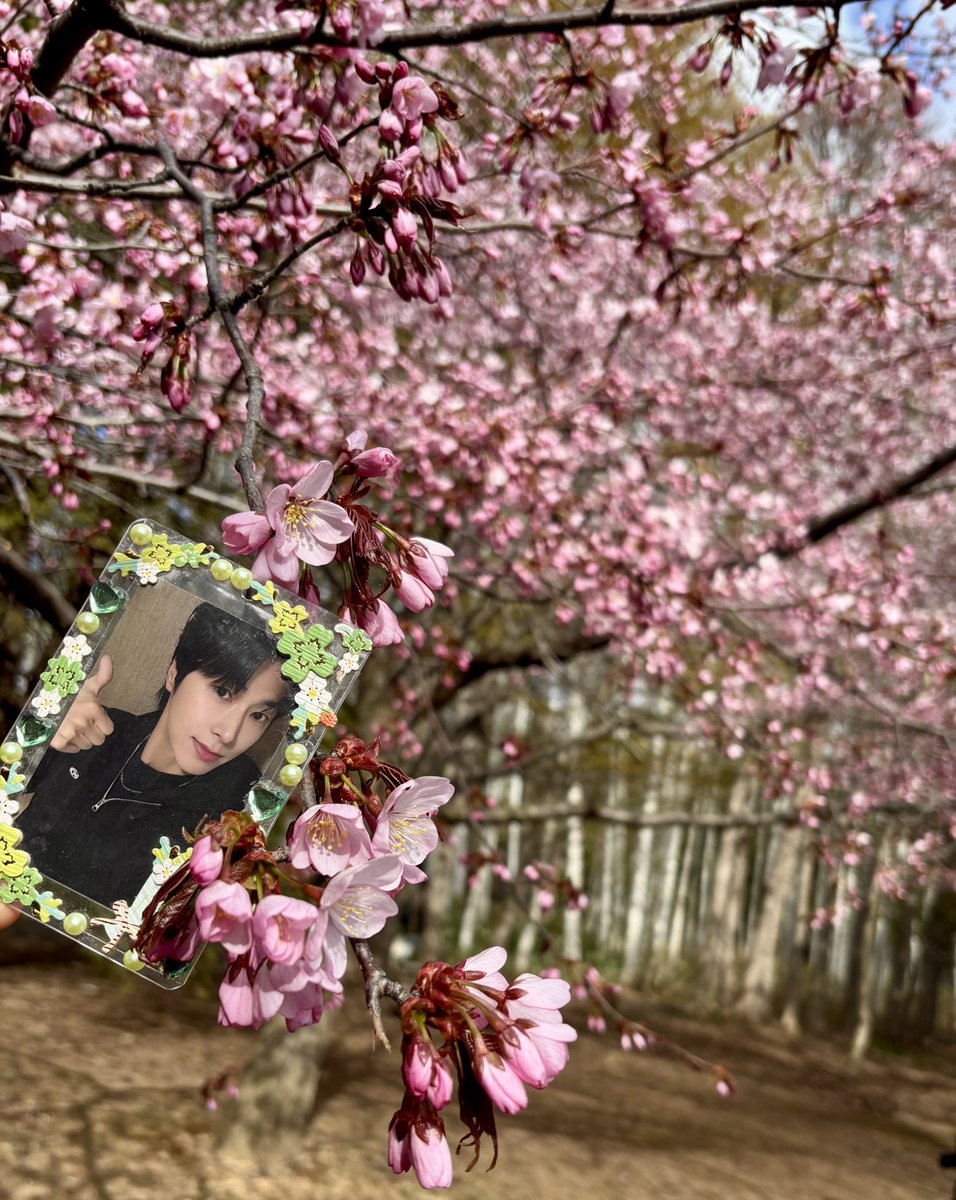 #東方神起ユンホ専用お花見会場2026
私の街の桜もやっと咲き始めました
　　　　🌸🌸🌸🌸🌸

日産スタジアム初日🏟️
無事に最高の２日間になります
ように✨✨
私は明日ユノに会いに行くね❤️

#ユンホ   #YUNHO