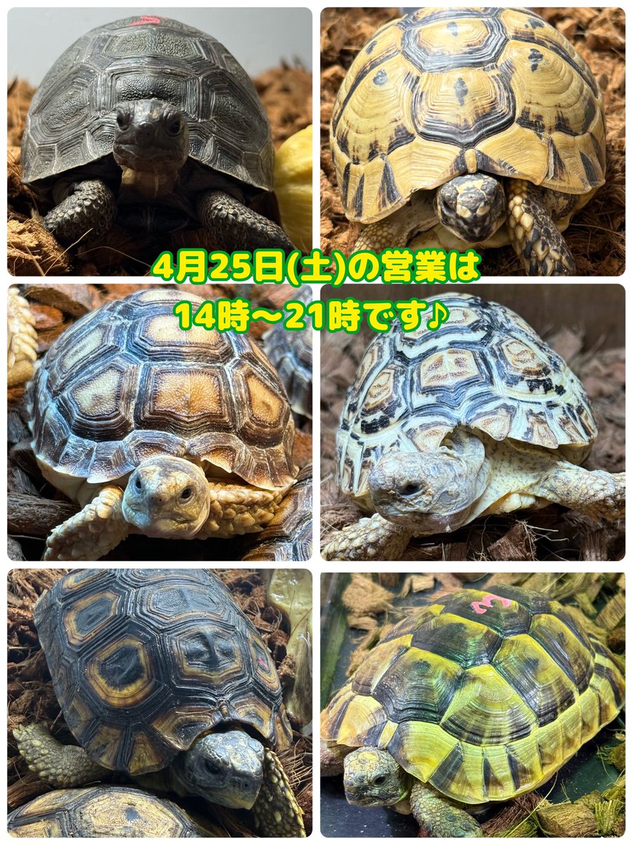 アクアショップMQ🐢4/25.26🎉ジャパンレプタイルズショーin東京出展✨ tweet media