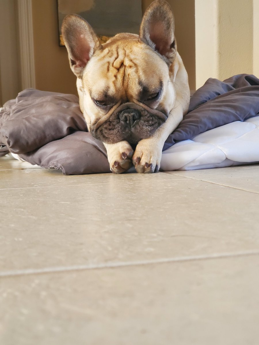 #FriYay #Tyson #Buddy #Friday #NapTime #Dogs #Cute #FrenchBulldog #Puppie