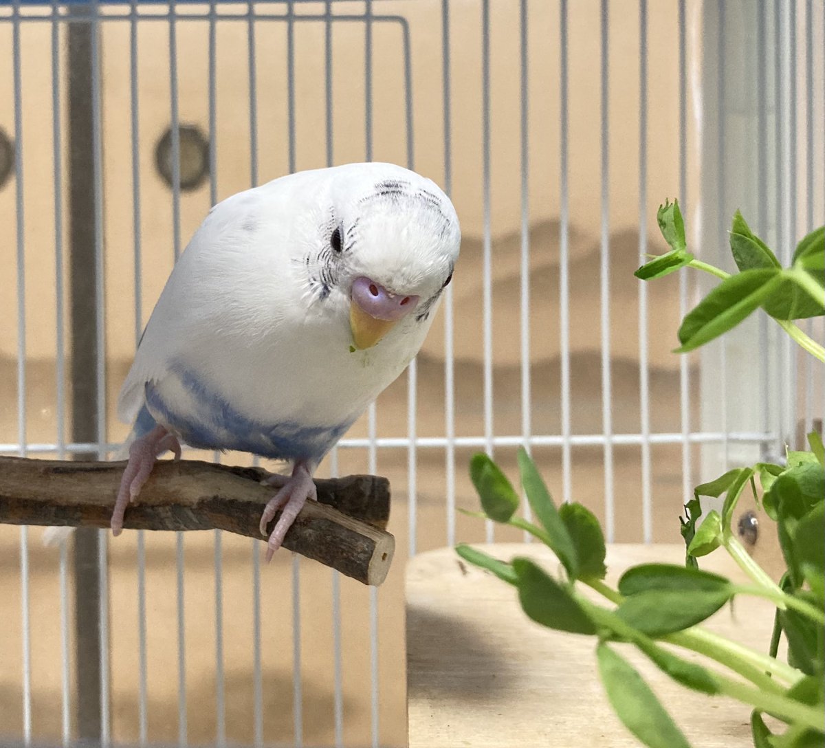 ❤セキセイインコ❤ セキセイインコ部 #birdsofinstagram #インコスタグラム #鳥 #インコ部