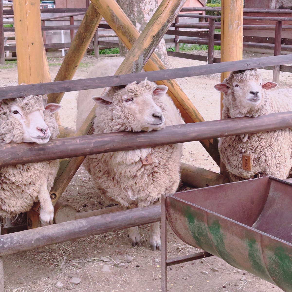 月見あま ꒰ঌ甘々ままユニコーン໒꒱ 鹿児島V tweet media