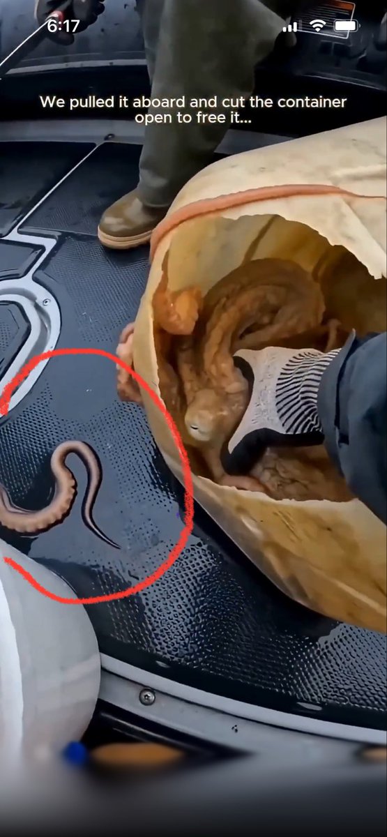 Pixie Dust tweet media