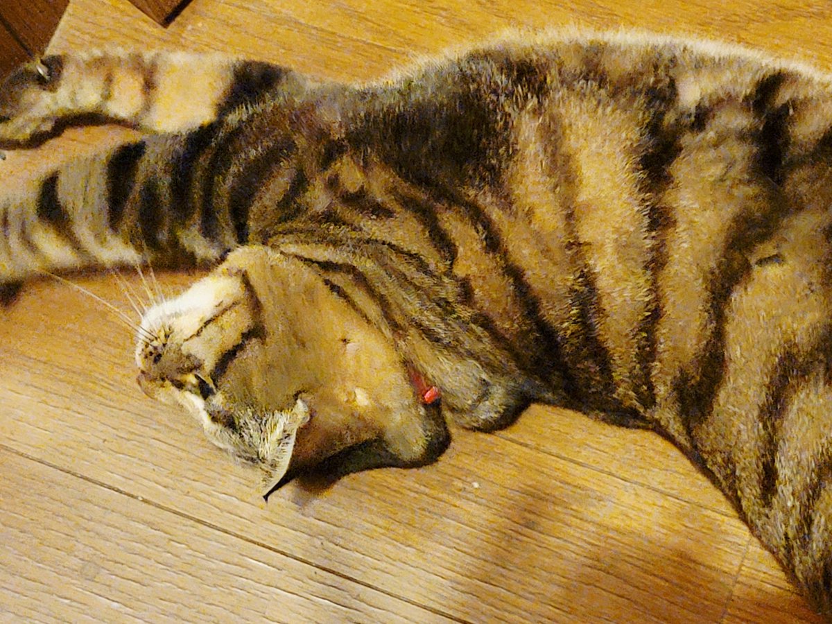 かー🐈🐾 tweet media