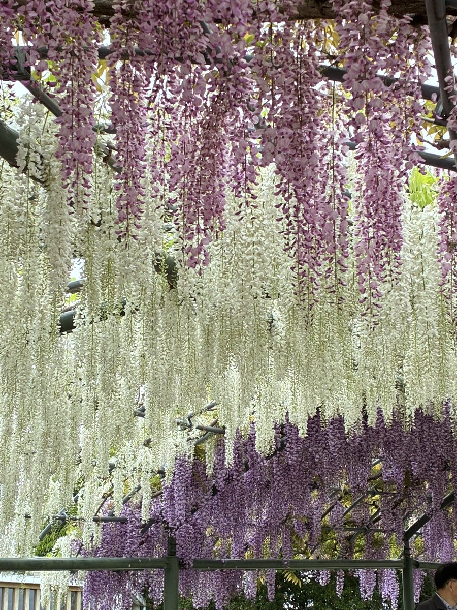 estrell41019382's tweet photo. Flower Park in Hamamatsu 
Wisteria flowers are in full bloom!! https://t.co/l7OkbeeVe4