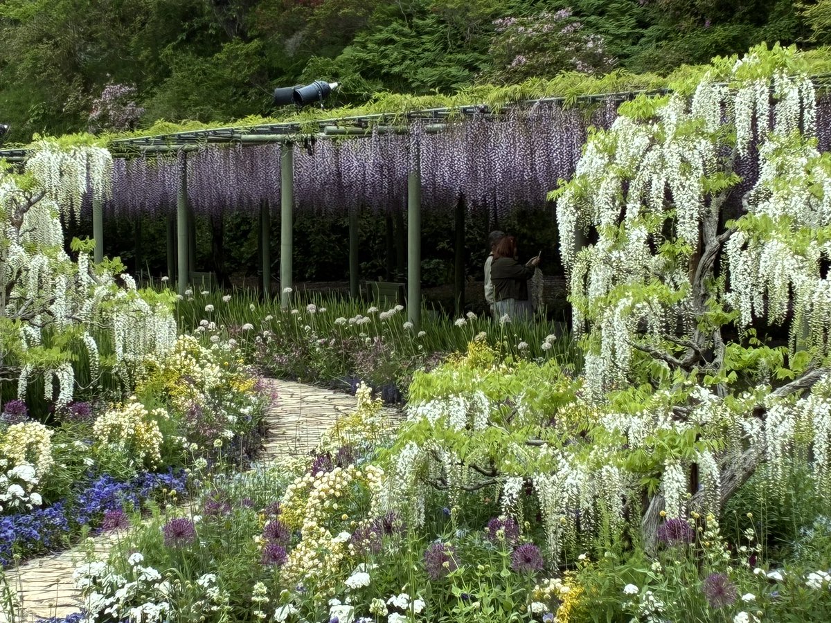 estrell41019382's tweet photo. Flower Park in Hamamatsu 
Wisteria flowers are in full bloom!! https://t.co/l7OkbeeVe4