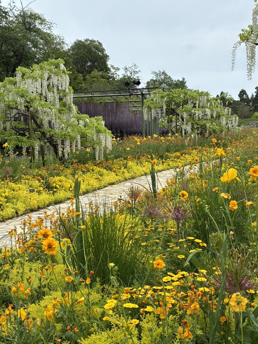 estrell41019382's tweet photo. Flower Park in Hamamatsu 
Wisteria flowers are in full bloom!! https://t.co/l7OkbeeVe4