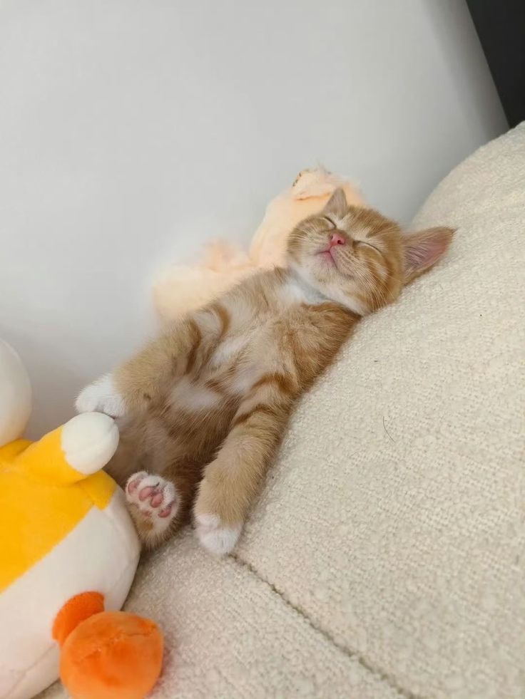 Cats all the way tweet media