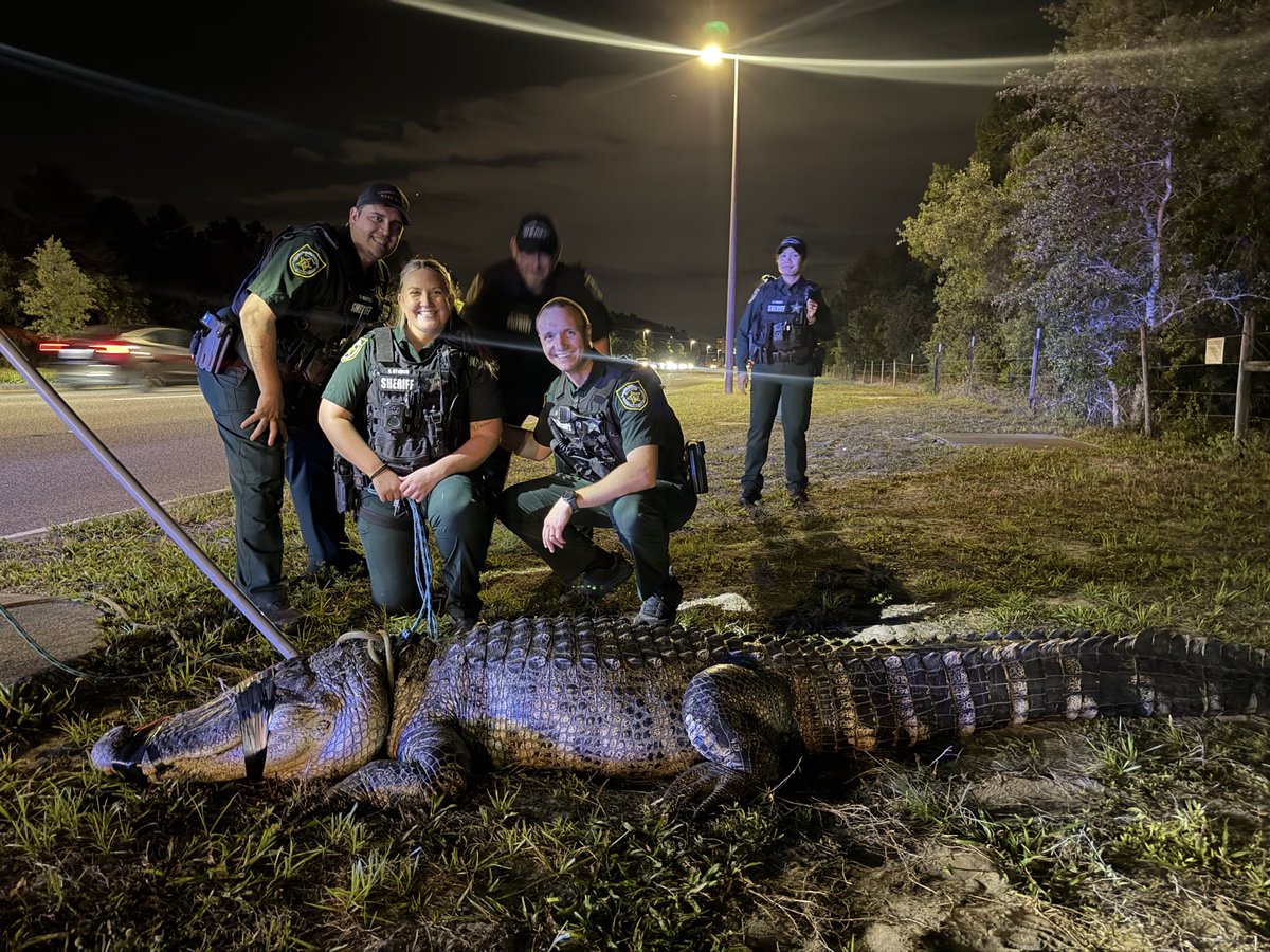 OrangeCoSheriff's tweet image. When the 911 call came in, our deputies thought they’d be dealing with a 5-foot alligator walking near an apartment complex.
 
Imagine their surprise when the gator was more than 11 feet long!
 
That didn’t dissuade our deputies, who were able to assist alligator trappers in